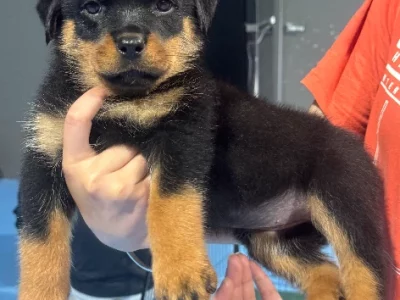 Rottweiler – Pakenham