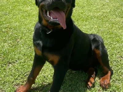 Rottweiler – Ryde