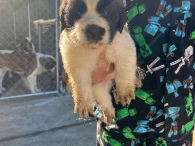 Saint Bernard – Condell Park