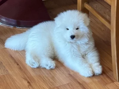 Samoyed Puppy