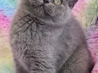 Scottish Fold and Shorthair kittens purebred with pedigree papers