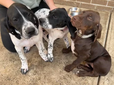Short Haired Pointer Puppies