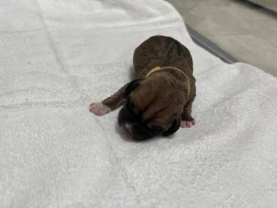 Six x puggle pupies born 15 September