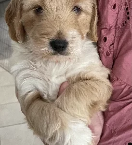 Spoodle – Fannie Bay