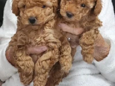 Spoodle – Umina Beach