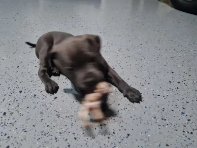 Staffordshire Bull Terrier – Bayswater