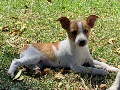 Tenterfield Terrier Pups