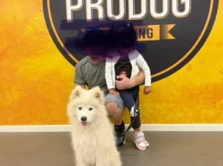Trained 8 month old female Samoyed