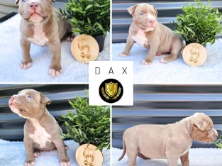 ‼️ Pedigree AMERICAN BULLY Puppies ABKC Registered