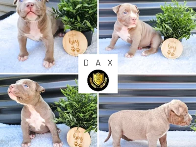 ‼️ Pedigree AMERICAN BULLY Puppies ABKC Registered