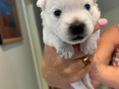 West Highland Terrier – Brabham