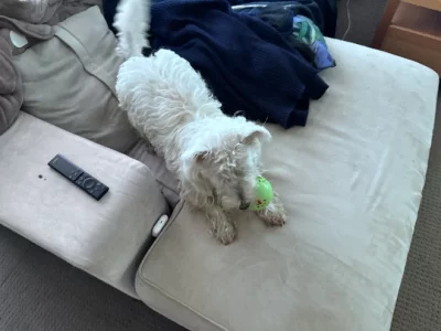 West Highland Terrier – Macquarie Hills