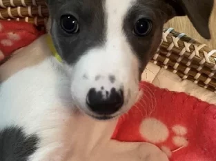 Whippet puppies