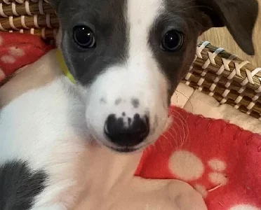 Whippet puppies