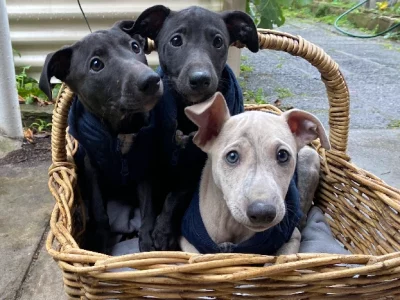 Whippet Pups Purebred