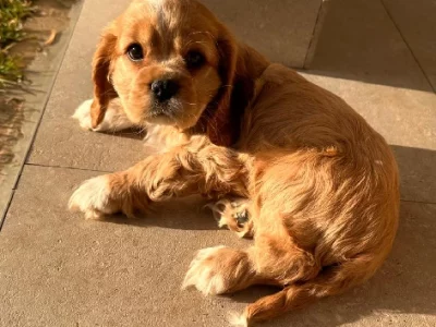 Cocker Spaniel – Cecil Park