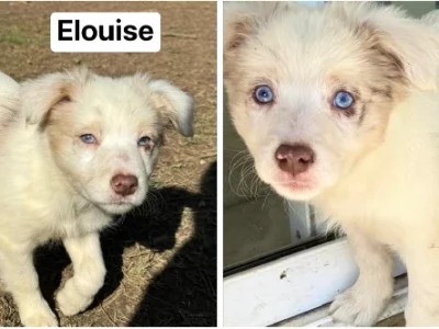 Border Collie – Glossodia