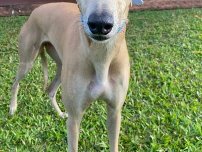 Greyhound – Cairns