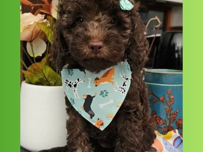 Cavoodle – Clinton