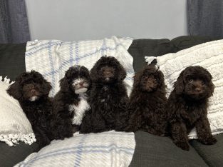 Cavoodle – Craigmore