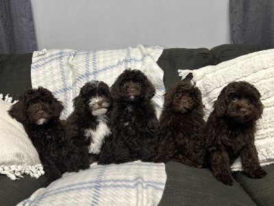 Cavoodle – Craigmore