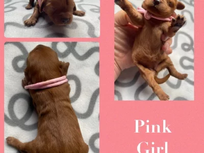 Cavoodle – Noble Park North