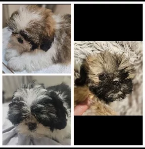 Shih Tzu – Blacktown