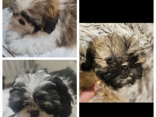 Shih Tzu – Blacktown