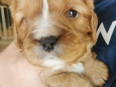 Cavalier King Charles Spaniel – Lockrose