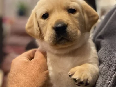 Great Ocean Goldadors