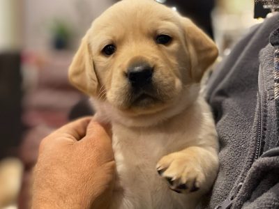 Great Ocean Goldadors