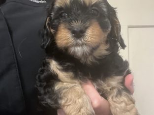 Cavoodle – Strathmerton