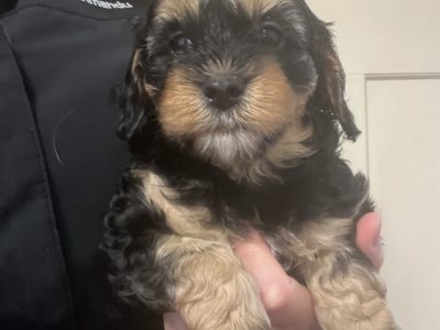 Cavoodle – Strathmerton