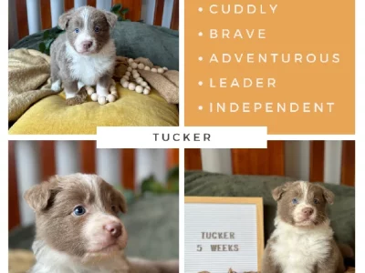 Border Collie – Drouin