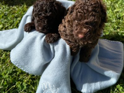 Toy Poodle – Tweed Heads