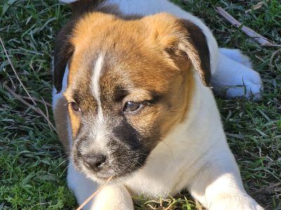 Jack Russell – Maclean