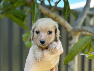 Miniature Dachshund – Kingaroy