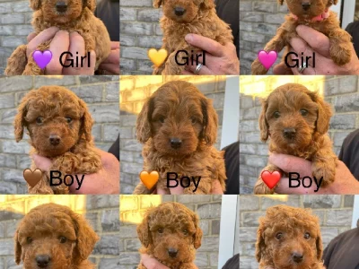 Cavoodle – Traralgon