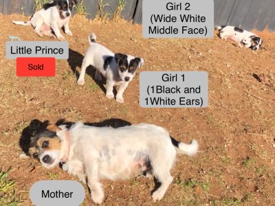 Jack Russell – Buronga