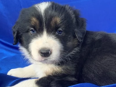 Border Collie – Chiltern