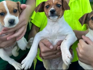 Jack Russell – Cranebrook