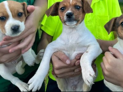 Jack Russell – Cranebrook