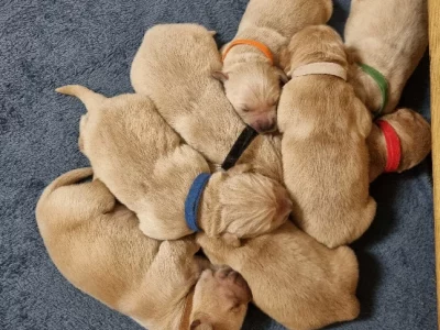 Golden Retriever – Albury