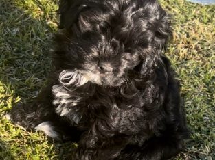 Cavoodle – Kingsvale