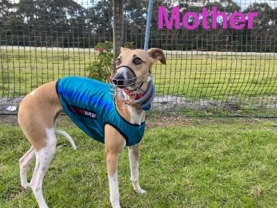 Whippet – Alexandra