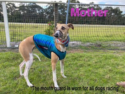 Whippet – Alexandra