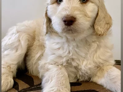 Labradoodle – Damian