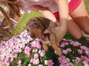 Dachshund – Olesia Belyakova