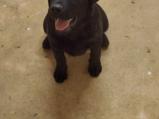 Labrador Retriever – Katandra