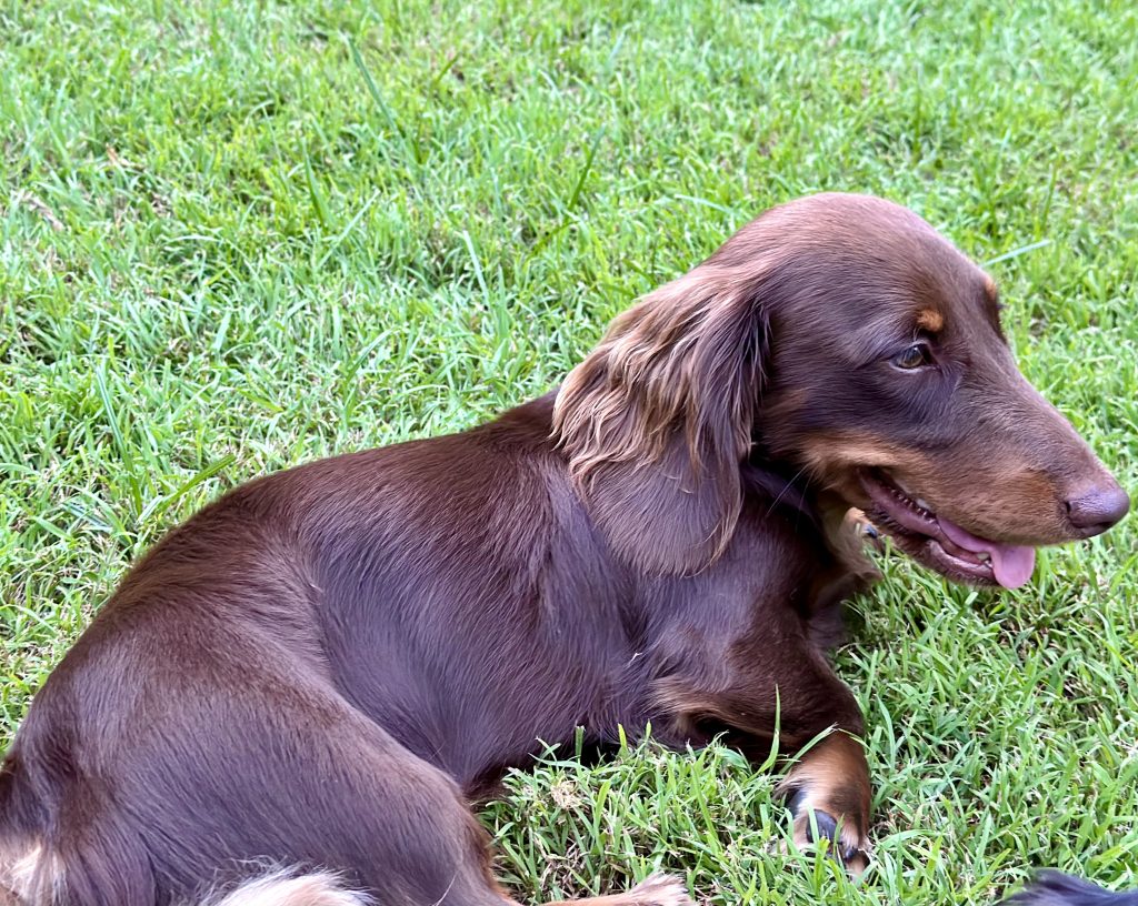 Dachshund Ashgrove PetsForHomes
